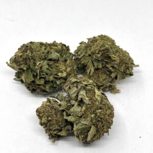 BC Big Bud