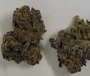 King Blueberry